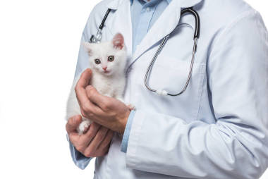 白色背景小貓的男性獸醫(yī)裁剪鏡頭