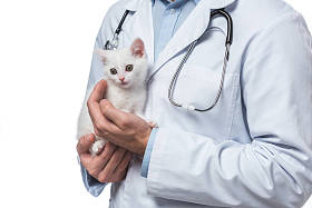 白色背景小猫的男性兽医裁剪镜头