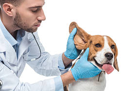 年轻兽医检查小猎犬耳朵在白色背景下隔离