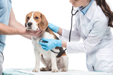 被拍的人持有比格獵犬, 而獸醫(yī)檢查它的聽診器在白色背景下隔離