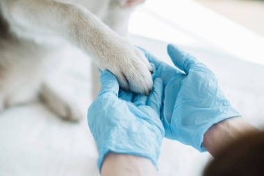 乳膠手套檢查犬爪的獸醫(yī)裁剪圖像 