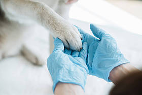 乳胶手套检查犬爪的兽医裁剪图像 