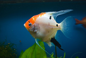 在水族馆的鱼图片