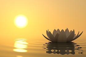 禅花莲花日落大道图片