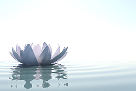 禅花乐透水中