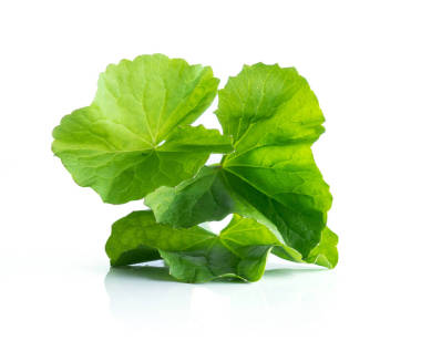 gotu 的葉子 pennywort 白色