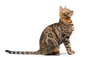 孟加拉猫向上看照片
