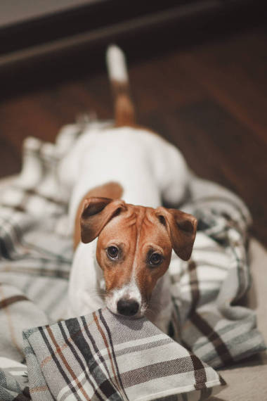 狗飼養(yǎng)杰克羅素紅色和白色的格子毯子小吃和看著悲傷的眼睛