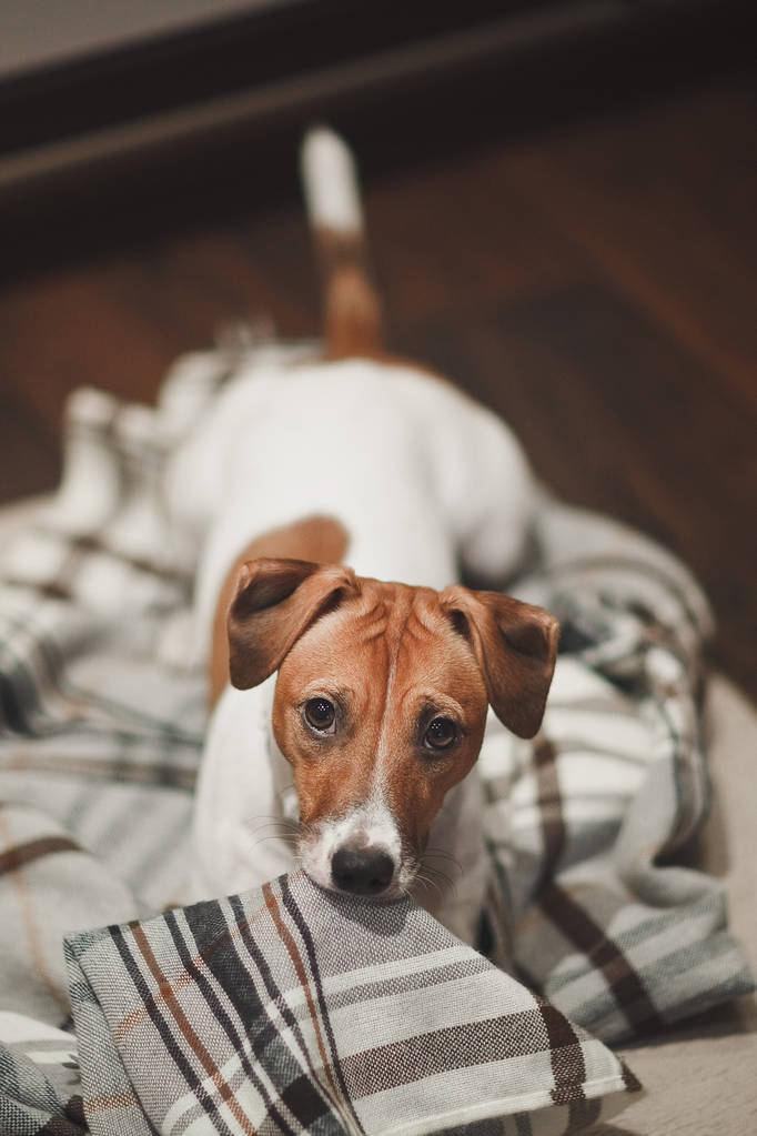 狗饲养杰克罗素红色和白色的格子毯子小吃和看着悲伤的眼睛 狗饲养杰克罗素红色和白色的格子毯子小吃和看着悲伤的眼睛
