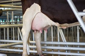 泰国农场年轻母牛女性特写-乳房