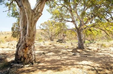 澳大利亞內(nèi)陸綠洲照片