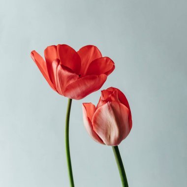 风格简约的生活与郁金香花白色背景