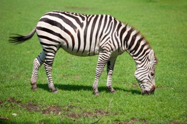 在一片草地放牧的斑马图片