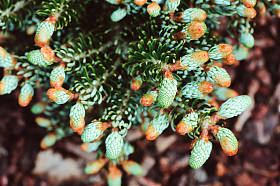 大藏经 Kohouts 的冷杉, 银色的曲线针, 新矮的红松品种