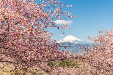 河津佐加良和山富士在春暖花开的季