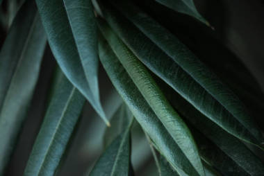 長青葉背景植物特寫圖