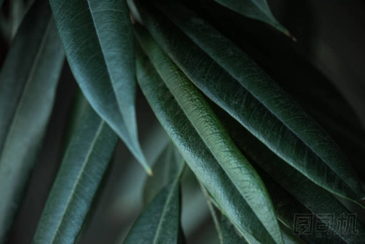 長(zhǎng)青葉背景植物特寫圖