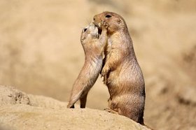 黑尾草原狗母亲与孩子照片