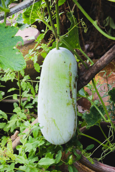 绿色冬瓜果实在花园中的特写