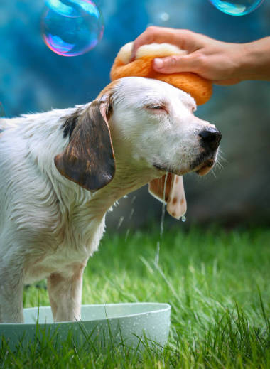 可愛(ài)的狗在夏天沐浴