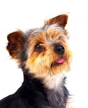 可愛的小狗，白色背景上孤立