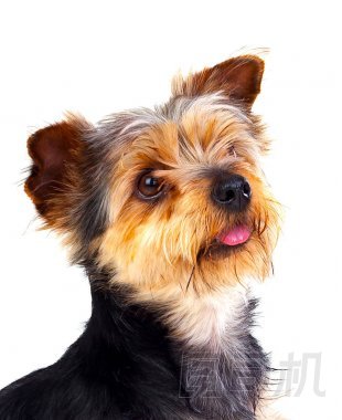 可愛的小狗，白色背景上孤立