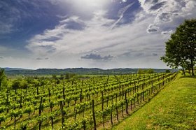 葡萄园在 Vipava 山谷, 斯洛文尼亚。春季乡村景