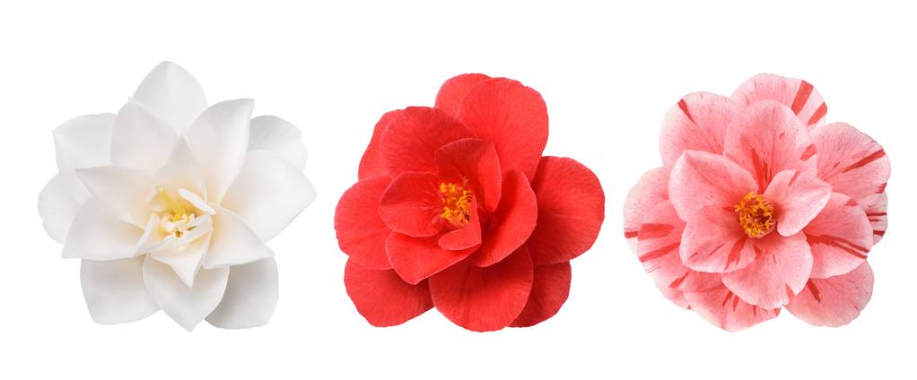 白茶花花在白色背景下分离图片