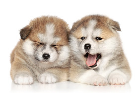 秋田 inu 小狗休息照片