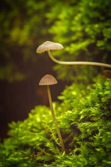漂亮的特写图片从一个小蘑菇图片