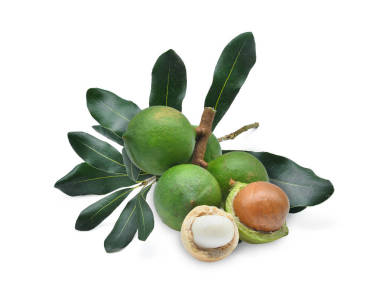 澳洲堅(jiān)果與孤立的白色背景上的葉子