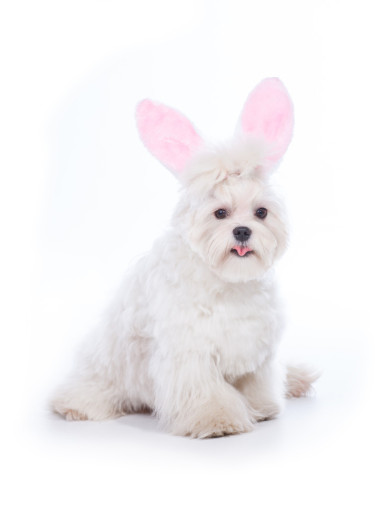 小兔子马耳他语图片