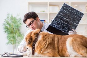 医生检查金猎犬狗在兽医诊所图片
