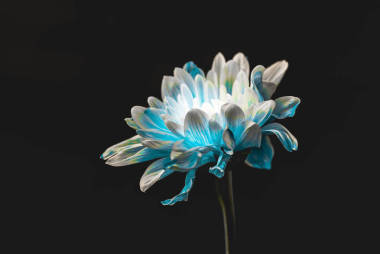 攝影棚拍攝的純藍(lán)色和白色雛菊花, 孤立的黑色