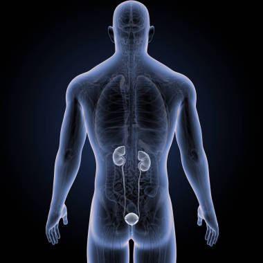 人體與泌尿系統(tǒng)的彩色醫(yī)學(xué)例