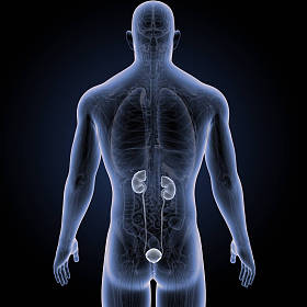 人体与泌尿系统的彩色医学例