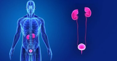 人體與泌尿系統(tǒng)的彩色醫(yī)學(xué)例