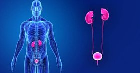 人体与泌尿系统的彩色医学例