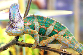 含蓄的变色龙，chamaeleo calyptratus