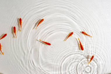 金魚游泳在白色背景照片