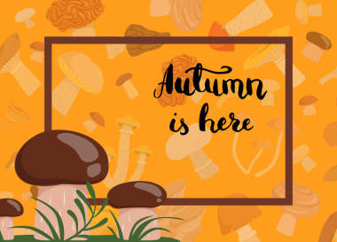 草背景下的食用菌載體照片