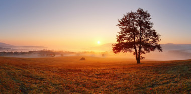 在夕陽(yáng)與太陽(yáng)和霧-草地上的單獨(dú)樹(shù)全景