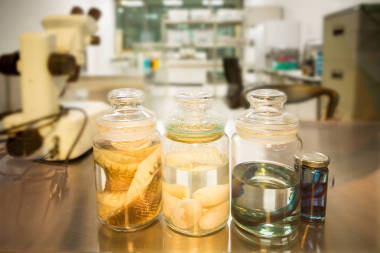 科学实验室里的蛇图片