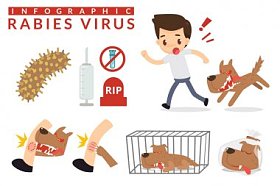 狂犬病卡通图表。图表