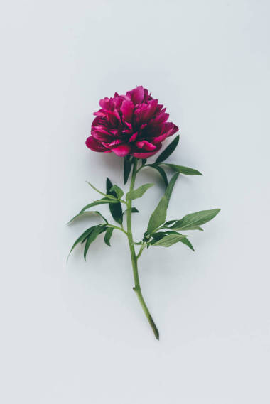 一朵粉紅色的牡丹花, 白色的葉子