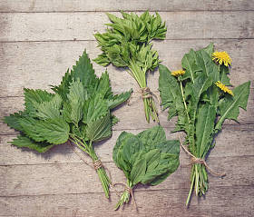 春季食用野生草本串: 荨麻, 蒲公英, goutweed, 车前草。论乡土木质背景