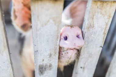 豬通過(guò)柵欄粘鼻子。豬的鼻子在農(nóng)場(chǎng)里。豬的鼻子, 骯臟的豬在鋼筆里。生態(tài)農(nóng)場(chǎng)