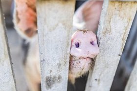 猪通过栅栏粘鼻子。猪的鼻子在农场里。猪的鼻子, 肮脏的猪在钢笔里。生态农场