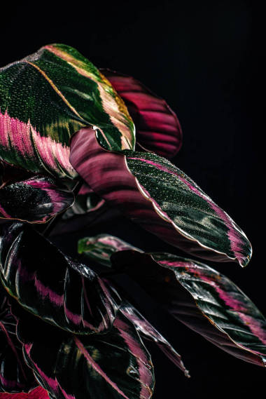 时髦的 calathea 植物与粉红色的叶子, 孤立的黑色