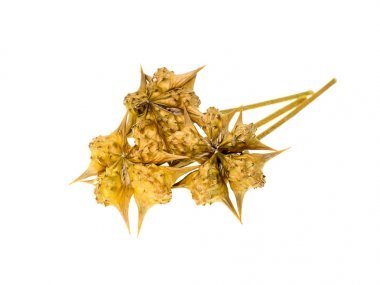 在白色背景上關(guān)閉蒺藜干籽圖片